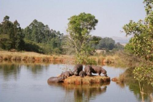 Milwane (2)